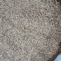 گندم دیمه قرمز مناسب بذر درشت وبدون شکسته|خوردنی و آشامیدنی|فریمان, |دیوار