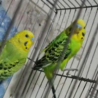 ۲ عدد مرغ عشق. نر بالغ  سبز خوشرنگ