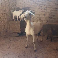 بز جوان بومی و شیر ده با دو کره