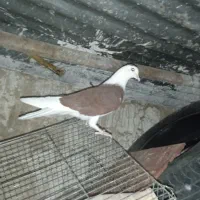 کبوتر شازده|پرنده|جزنیک, |دیوار