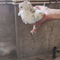 کبوتر کفتر|پرنده|قم, حاج زینل|دیوار