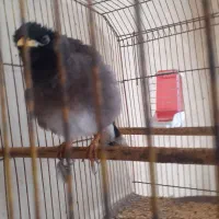 مرغ مینا سخنگوچشم ستاره ای