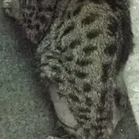 گربه نر گمشده هاشمیه یک پاش قطعه تحت درمانه