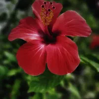 فروش گل های زیبا