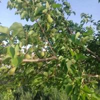 باغچه در تاج خاتون همراه اب|فروش زمین و ملک کلنگی|سلفچگان, |دیوار