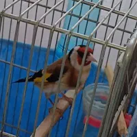 سهره بیابونی نشوندار