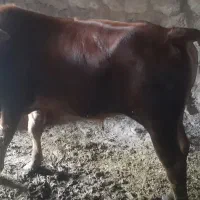 گوساله نر گوشتی