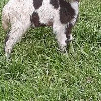 بره گوسفند افشاری فقط ۴۸۰۰