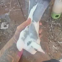 کفتر|پرنده|کرمان, |دیوار