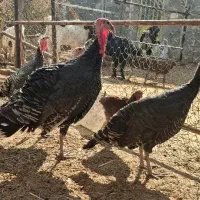 بوقلمون بالغ و خروس محلی|حیوانات مزرعه|شریف‌آباد, |دیوار