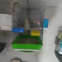 5 جفت عروس و 4عدد گرینچیک 8عدد جوجه عروس|پرنده|قرچک, شهرک الحدید|دیوار