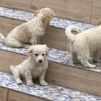 پاپی|سگ|نجفآباد, یزدانشهر|دیوار