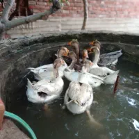 فروش غاز نر و ماده