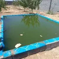 نگهداری ماهی در محیط استخر.
