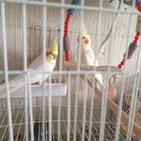 عروس هلندی مولد