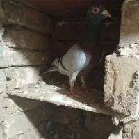 کبوتر پلاکی ناجلد معاوضه با مرغ و خروس فقط|پرنده|یزد, |دیوار