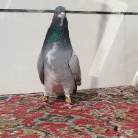 سه عدد دمگیر خرقه|پرنده|برخوار, |دیوار