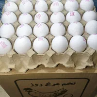 پخش مویرگی و عمده تخم‌مرغ تازه و با کیفیت