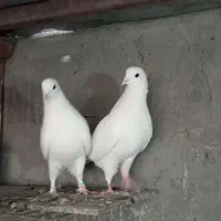 کبوتر پرشی سفید.سینه واشه.سوسکی