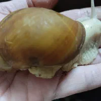 فروش جوجه حلزون و پیش مولد ومولد و سوپر مولد