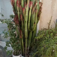 گل کاکتوس