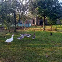 ۸عدد غاز یک ساله و چند تا بچه اردک اسرائیلی