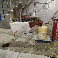 بز..|حیوانات مزرعه|کهک, |دیوار