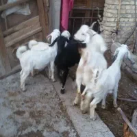 بزغاله نر و ماده|حیوانات مزرعه|باغ بهادران, |دیوار