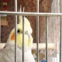 عروس هلندی نر آواز خان|پرنده|رشت, منظریه|دیوار