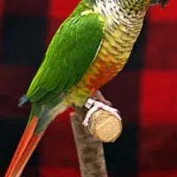 طوطی گرینچیک