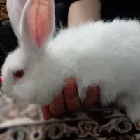 خرگوش خانگی سالم باهوش|موش و خرگوش|ممقان, |دیوار