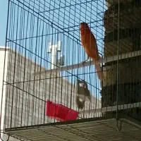 قناری نروماده وقفس