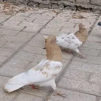 کفتر کله هفترنگ طلایی معاوضه با المانی