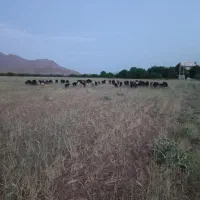 زمین|فروش زمین و ملک کلنگی|قره چای, |دیوار