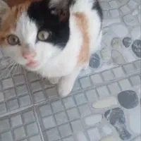 گربه خشوک خونگی|گربه|یزد, |دیوار