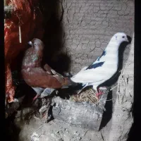 کفتر پرشی خوشگل معاوض