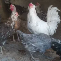 تخم مرغ نطفه دارگلین وطوسی|حیوانات مزرعه|اصفهان, شفق|دیوار