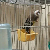 چند عدد سهره نر