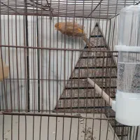 قناری|پرنده|خمینی‌شهر, |دیوار