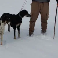 تازی شکاری نر