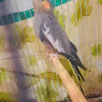عروس هلندی