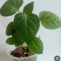 نشا فیسالیس