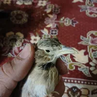 قناری طبیعت نر|پرنده|قزوین, |دیوار