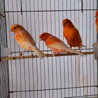 قناری رنگی 2025|پرنده|تهران, صادقیه|دیوار