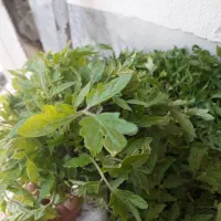 نهال گوجه فرنگی سوپر استار بسته چهل تایی ۳۰ هزار