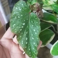 هویا کری ابلق..بگونیا بال فرشته.کریپتانوس|گل و گیاه طبیعی|نیشابور, شهرک فرهنگیان|دیوار