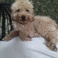 سگ پودل|سگ|مشهد, هنرور|دیوار