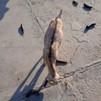 کهره نرذات نقشی دوکهره|حیوانات مزرعه|بندرعباس, |دیوار