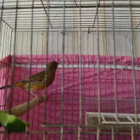 تعدادی قناری نر و ماده|پرنده|شیراز, زرهی|دیوار