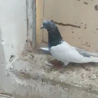 کبوتر کله سبز پرشی